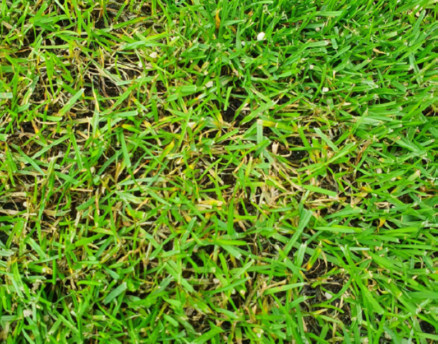 Gray leafspot on turfgrass football pitch